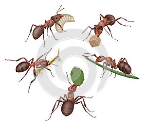 Brown ants holding food, larva, leaf