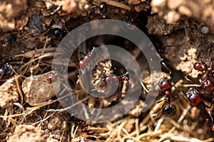 Brown ants in their nest