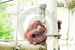 A brown ape in zoo