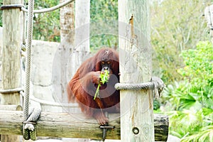 A brown ape in zoo