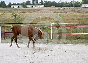 Brown Arabian horse