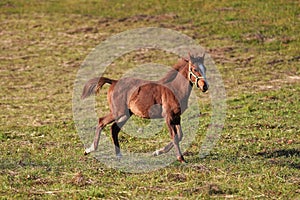 Brown Arabian horse foal running over green field