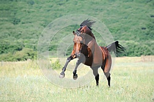 Brown arabian horse playing on pasture