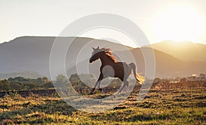 Brown Arabian horse running on grass field, afternoon sun shines in background