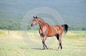 Brown arabian horse running trot on pasture