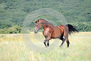 Brown arabian horse running trot on pasture