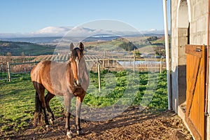 Brown Arabian Horse by Stables on Farm