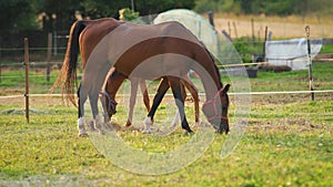 Brown Arabian horses grazing on green field, small foal behind mother near