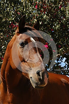 Brown Arabian mare