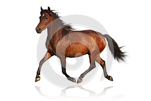 Brown arabian pony horse isolated on white