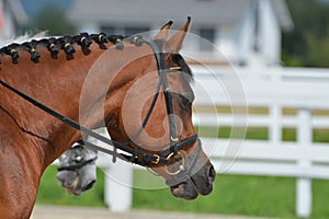 Brown Arabian Stallion