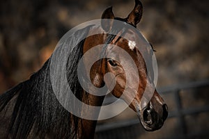 Brown Arabian Stallion Portrait with nostrils flared and ears forward