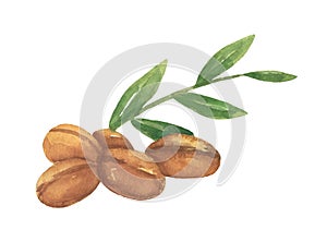 Brown argan tree nut and leaves. Watercolor illustration isolated on white.