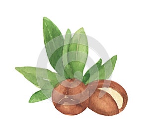Brown argan tree nut and leaves. Watercolor illustration isolated on white.