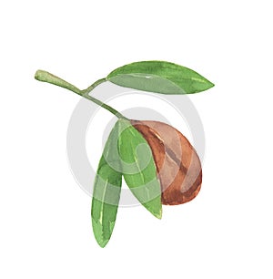 Brown argan tree nut and leaves. Watercolor illustration isolated on white.