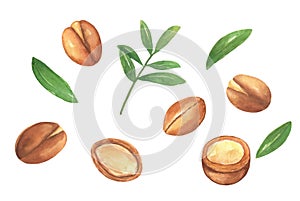 Brown argan tree nut. Watercolor illustration isolated on white.