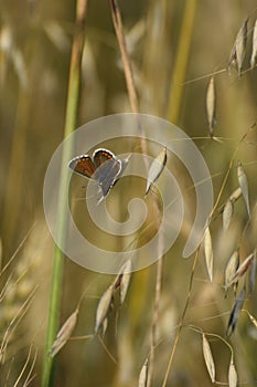 Brown argus (Aricia agestis)