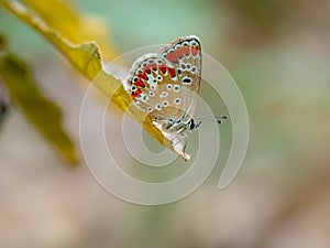 Brown Argus butteffly, Aricia agestis.