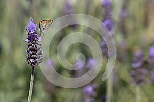 Brown argus butterfly