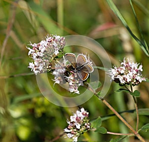 Brown Argus Butterfly