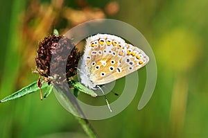 Brown Argus Butterfly