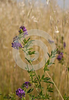 Brown Argus Butterfly on Alfalfa flowers