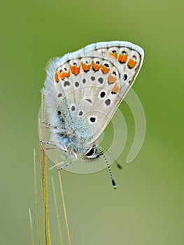 The brown argus butterfly or Aricia agestis