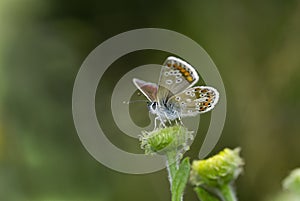 Brown argus butterfly, Aricia agestis