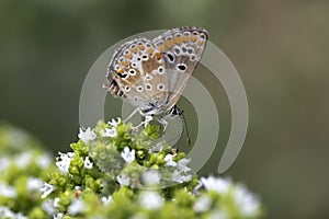 Brown Argus Butterfly Aricia agestis