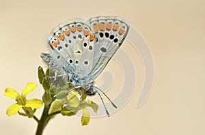 The brown argus butterfly or Aricia agestis on flower