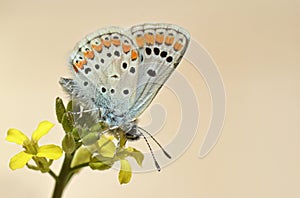 The brown argus butterfly or Aricia agestis on flower photo