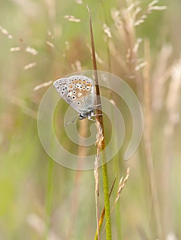 Brown Argus butterfly, Aricia agestis, in habitat. Devon, UK.