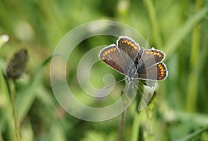 A Brown Argus Butterfly, Aricia agestis, nectaring on a daisy flower in springtime in the UK.