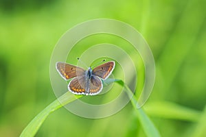 brown argus butterfly, Aricia agestis, top view, open wings