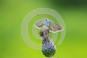 brown argus butterfly, Aricia agestis, top view, open wings