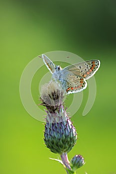 brown argus butterfly, Aricia agestis, top view, open wings