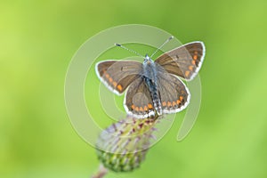 brown argus butterfly, Aricia agestis, top view, open wings