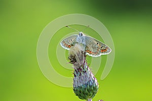 brown argus butterfly, Aricia agestis, top view, open wings photo