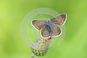 brown argus butterfly, Aricia agestis, top view, open wings photo