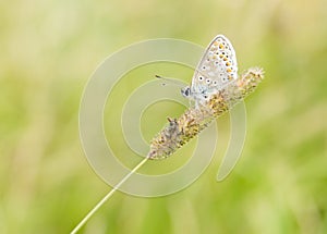 A Brown Argus butterfly (Aricia agestis) with wings showing the underwing pattern