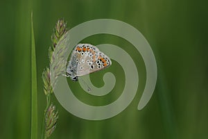 Brown argus butterfly close up on a plant