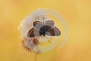 Brown Argus butterfly Polyommatus agestis