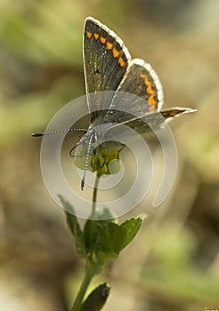 Brown Argus Butterfly