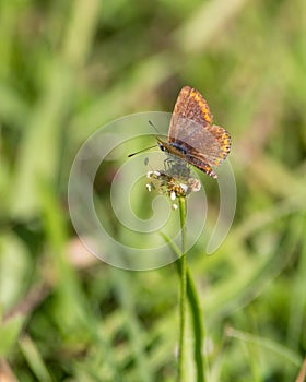 The Brown Argus Butterfly