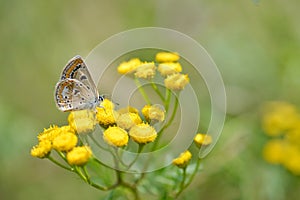 Brown argus in a tansy flower, small brown butterfly