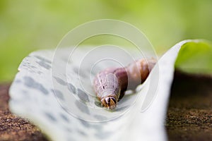 A brown armyworm on a leaf