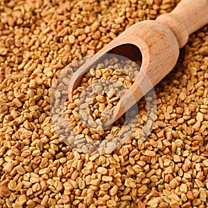 Brown aromatic fenugreek seeds isolated on white background