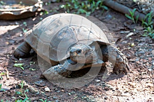 Brown Asian turtles in captivity at a zoo in Thailand.