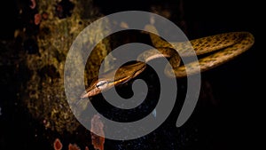 Brown Asian Vine snake found in Borneo forest.