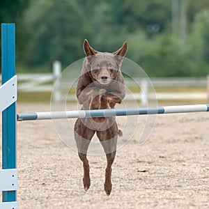 Brown Australian Kelpie dog training and jumping over the agility hurdle